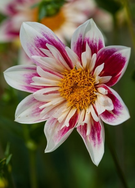 Dahlia Fashion Monger